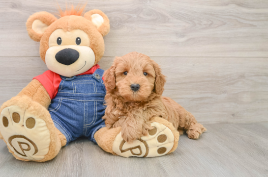 Mini Goldendoodle Puppy for Adoption