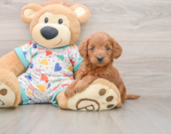 7 week old Mini Goldendoodle Puppy For Sale - Premier Pups
