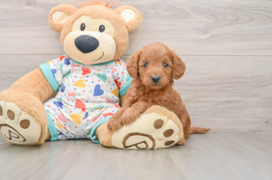 Popular Mini Goldendoodle Poodle Mix Pup