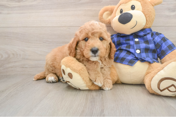 Fluffy Mini Goldendoodle Poodle Mix Pup