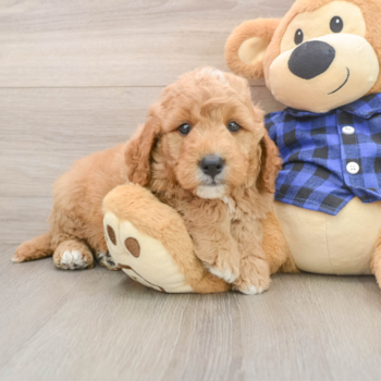Fluffy Mini Goldendoodle Poodle Mix Pup
