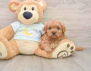7 week old Mini Goldendoodle Puppy For Sale - Premier Pups