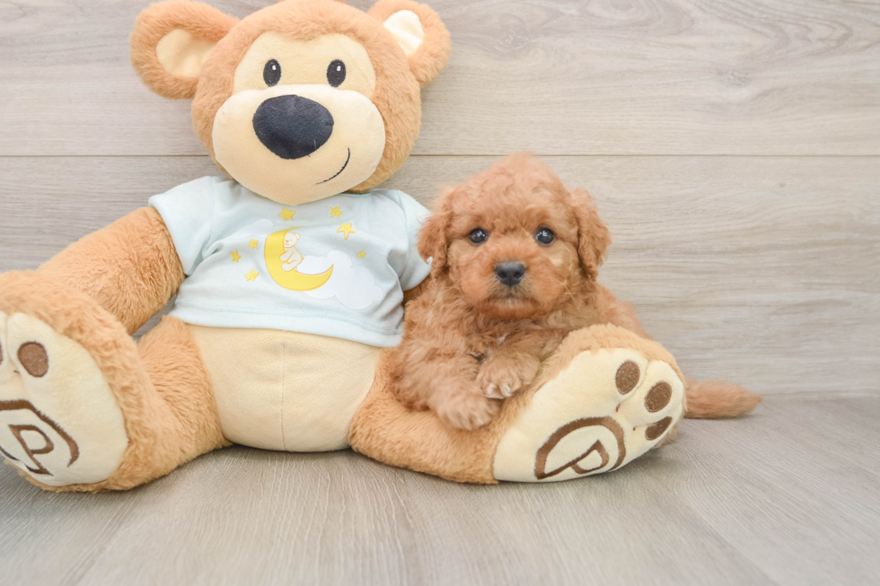 Fluffy Mini Goldendoodle Poodle Mix Pup