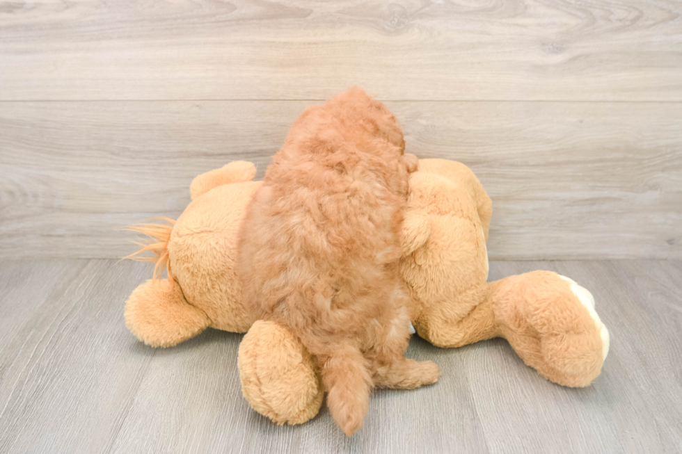 Mini Goldendoodle Pup Being Cute
