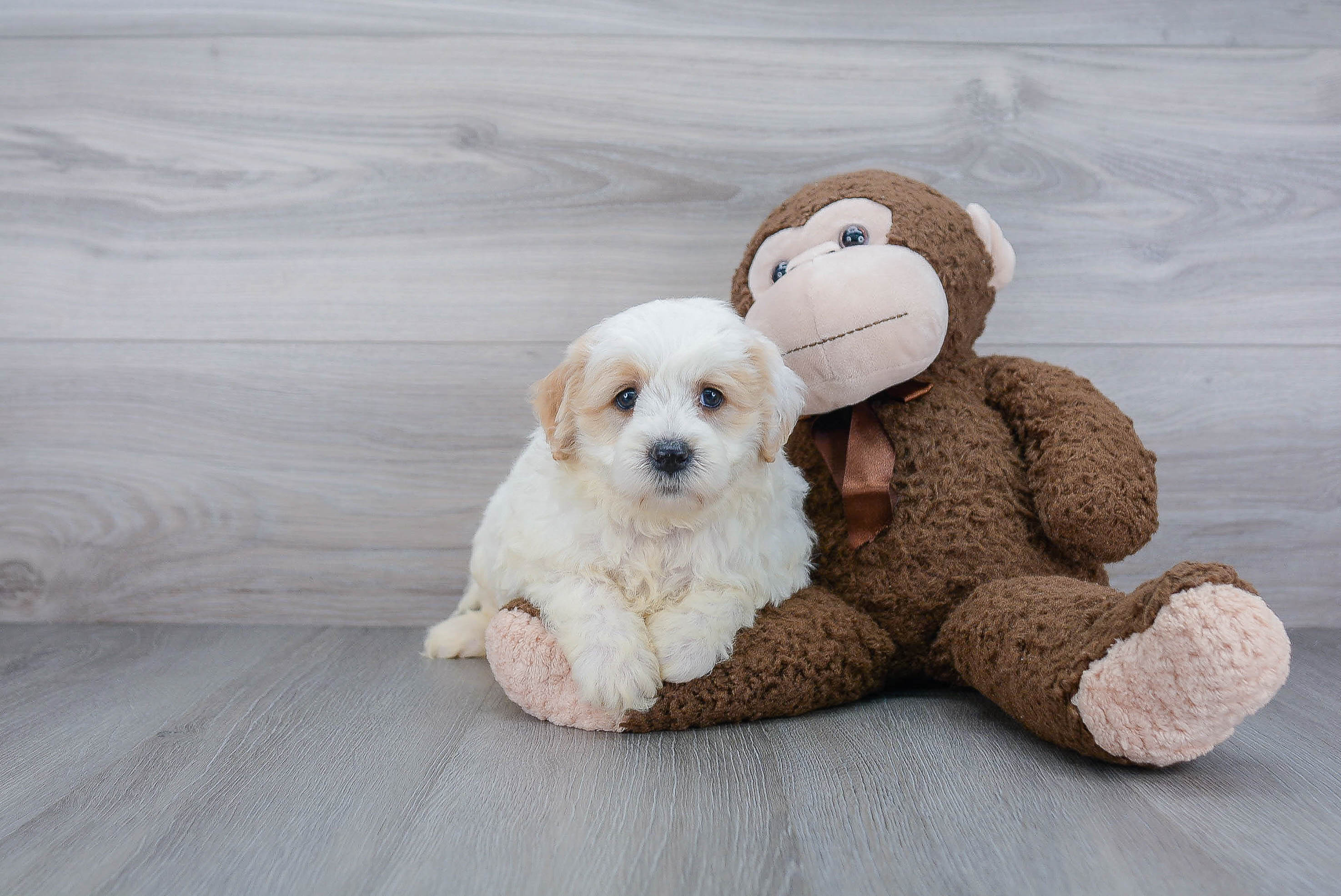 Mini Goldendoodle Pup Being Cute