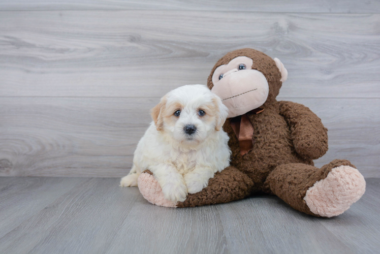 Mini Goldendoodle Pup Being Cute