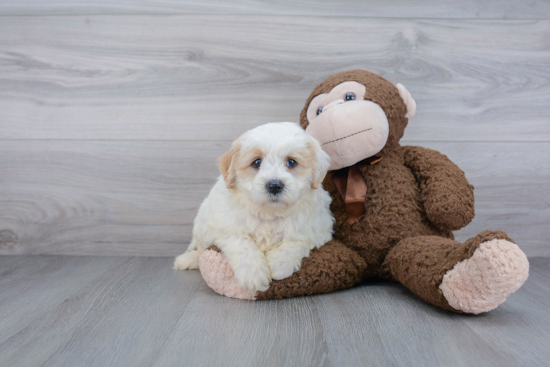 Mini Goldendoodle Pup Being Cute