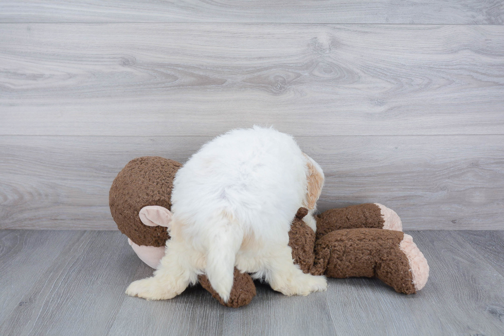 Smart Mini Goldendoodle Poodle Mix Pup