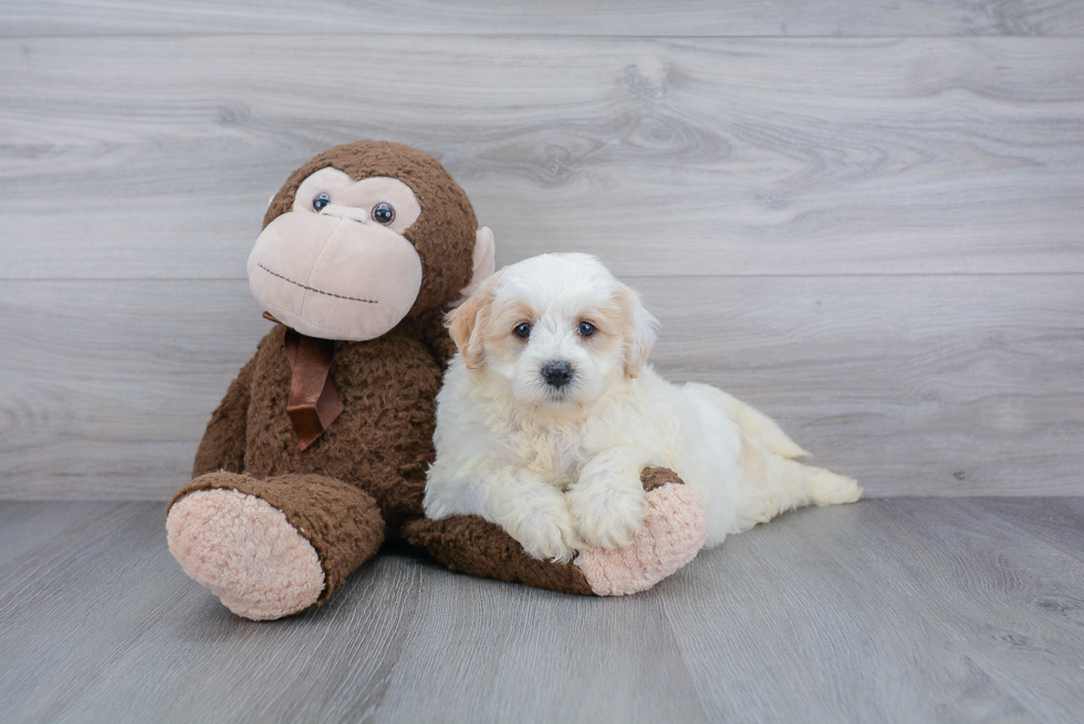 Mini Goldendoodle Puppy for Adoption