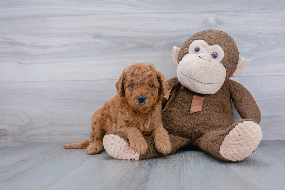 Mini Goldendoodle Puppy for Adoption