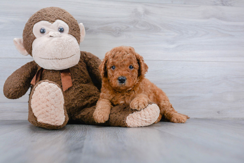 Mini Goldendoodle Puppy for Adoption