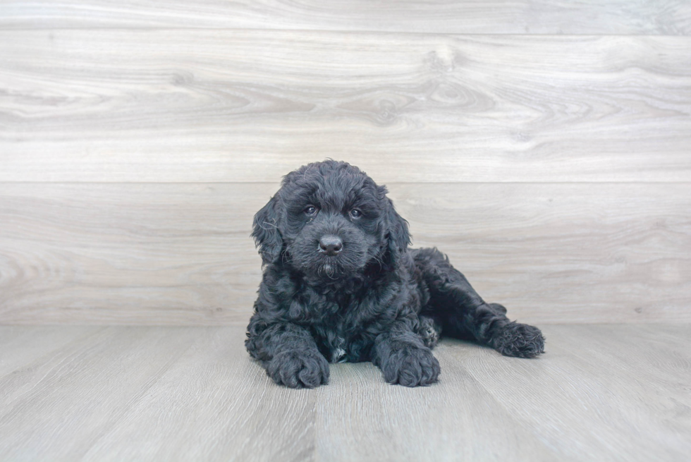 Cute Mini Goldendoodle Baby