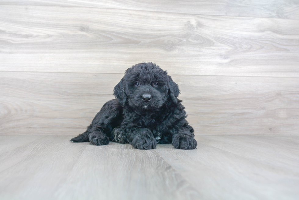 Sweet Mini Goldendoodle Baby