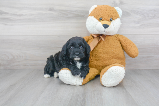 Mini Goldendoodle Pup Being Cute