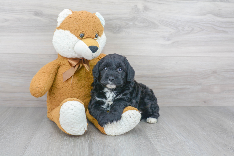 Small Mini Goldendoodle Baby