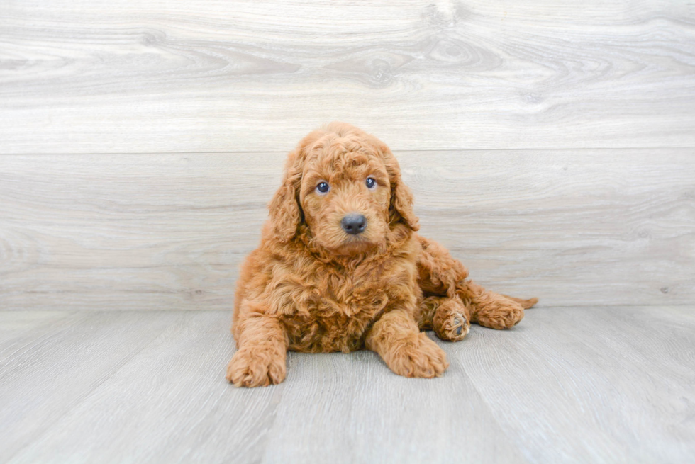 Best Mini Goldendoodle Baby