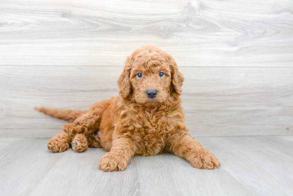 Sweet Mini Goldendoodle Baby