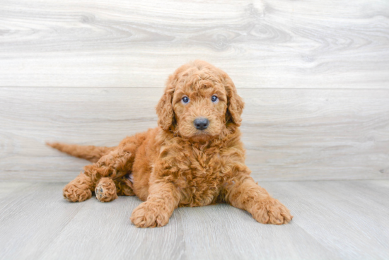 Sweet Mini Goldendoodle Baby