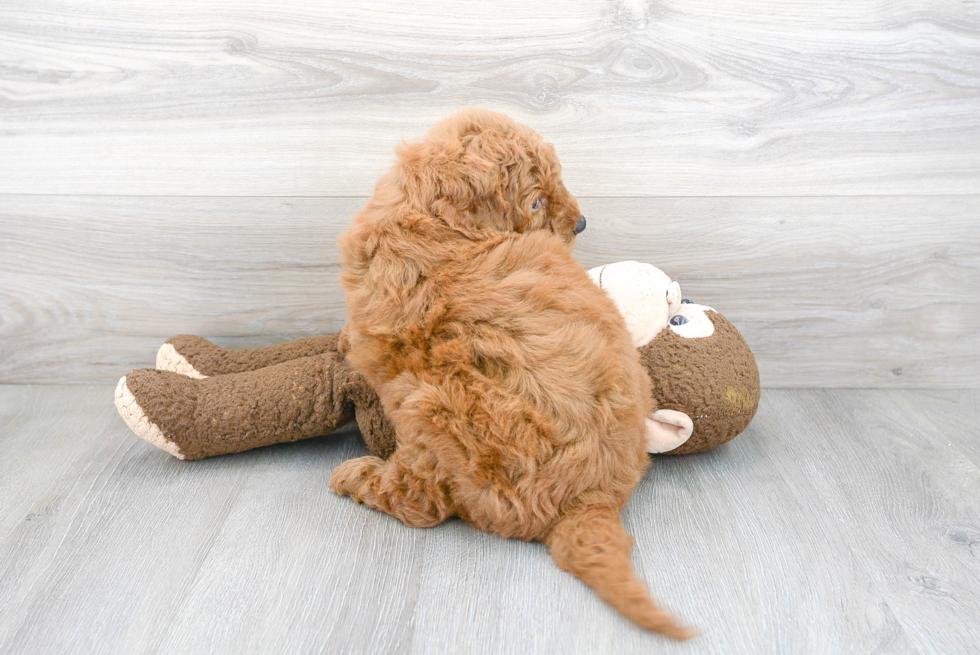 Adorable Golden Retriever Poodle Mix Puppy