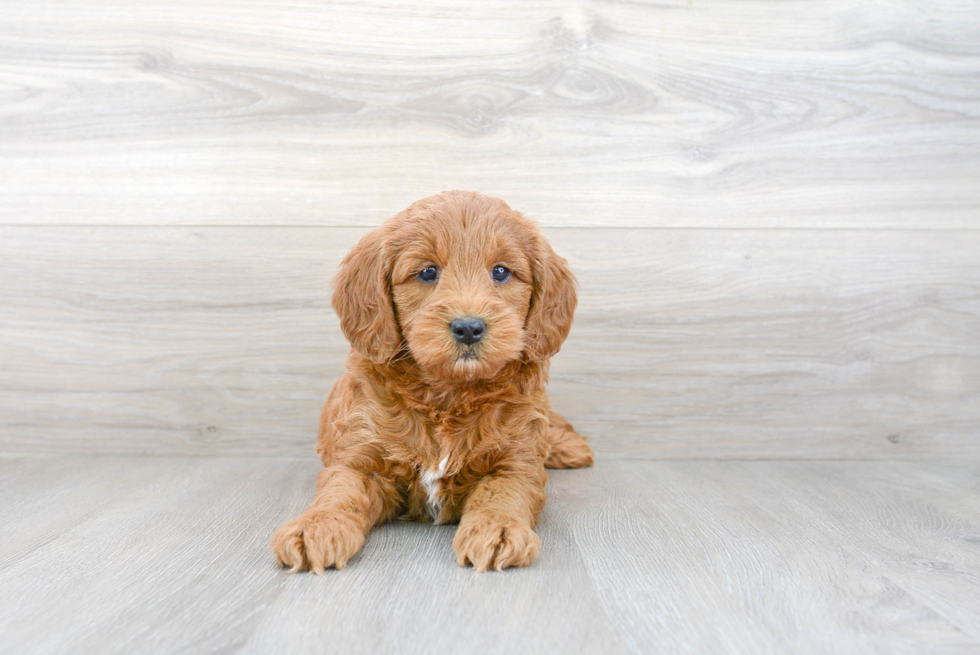 Hypoallergenic Golden Retriever Poodle Mix Puppy