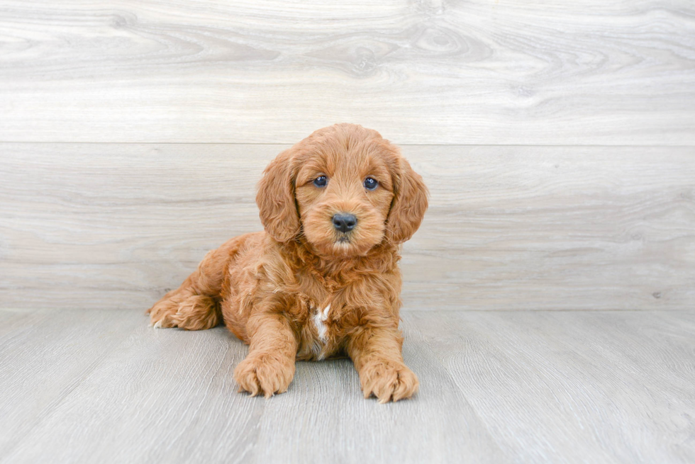 Funny Mini Goldendoodle Poodle Mix Pup