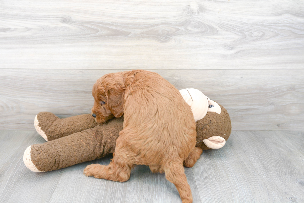 Best Mini Goldendoodle Baby