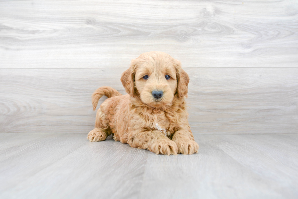 Mini Goldendoodle Pup Being Cute