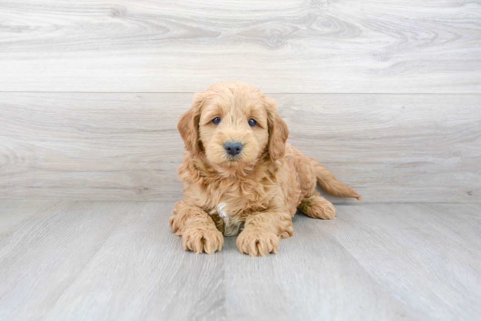 Popular Mini Goldendoodle Poodle Mix Pup