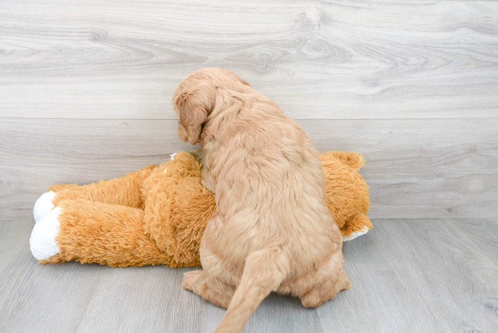 Sweet Mini Goldendoodle Baby