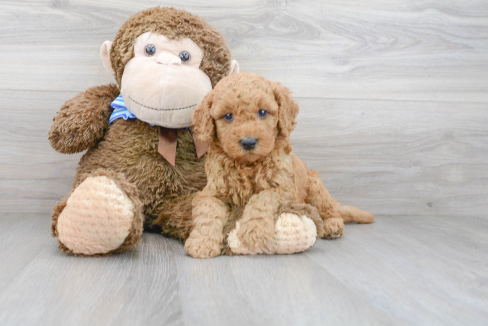 Mini Goldendoodle Pup Being Cute