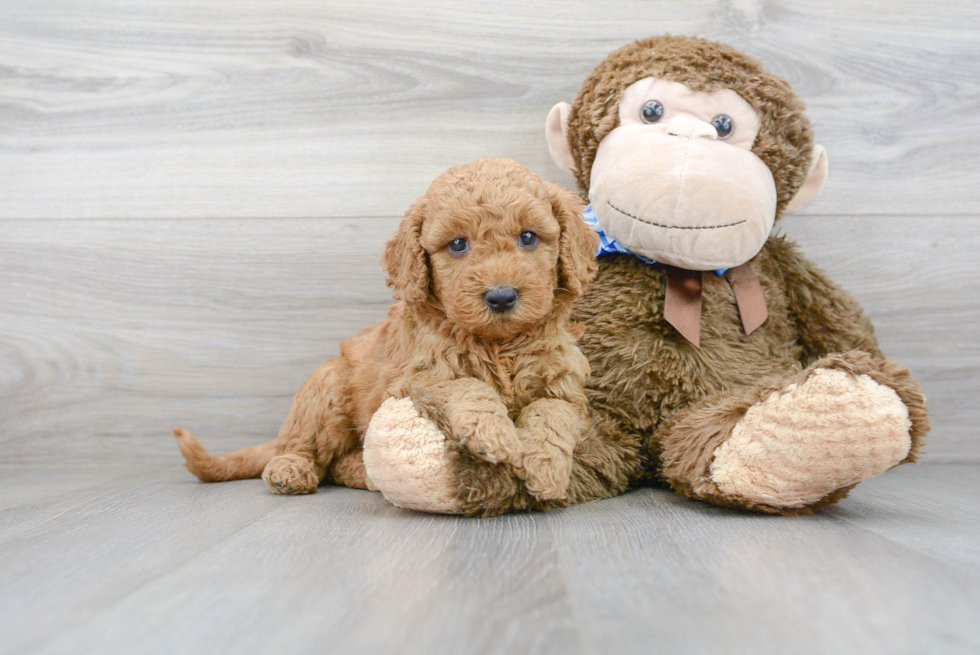 Mini Goldendoodle Pup Being Cute