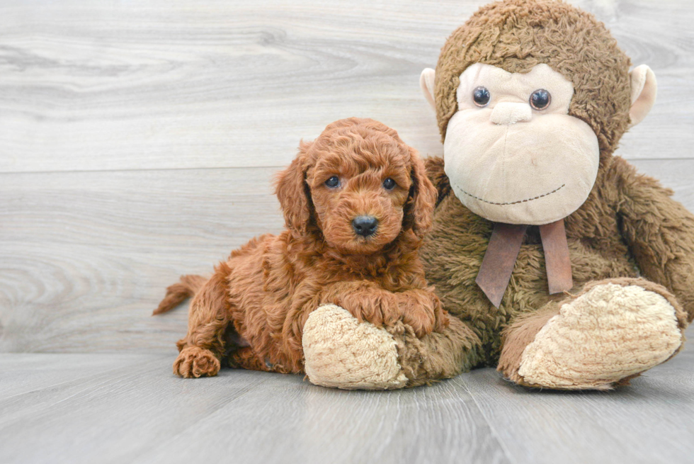 Mini Goldendoodle Pup Being Cute