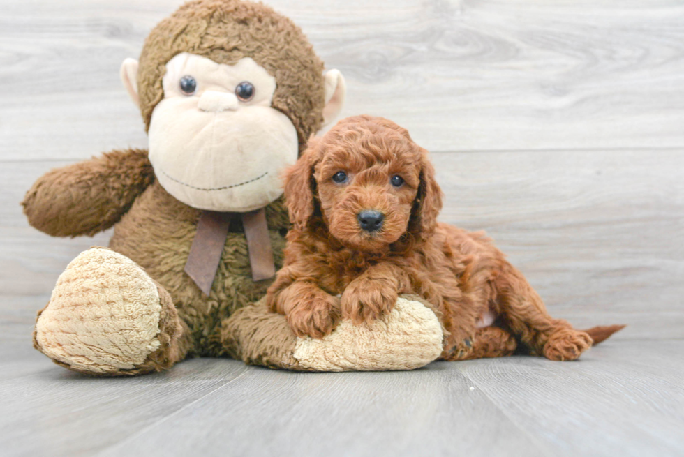 Mini Goldendoodle Puppy for Adoption