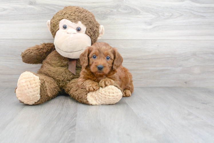 Best Mini Goldendoodle Baby