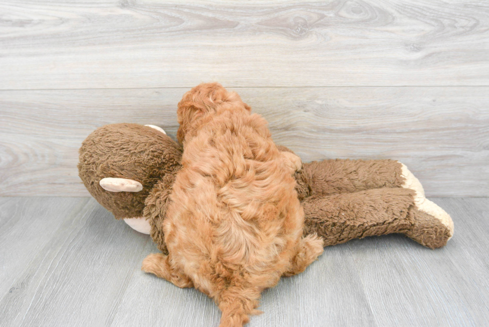 Adorable Golden Retriever Poodle Mix Puppy
