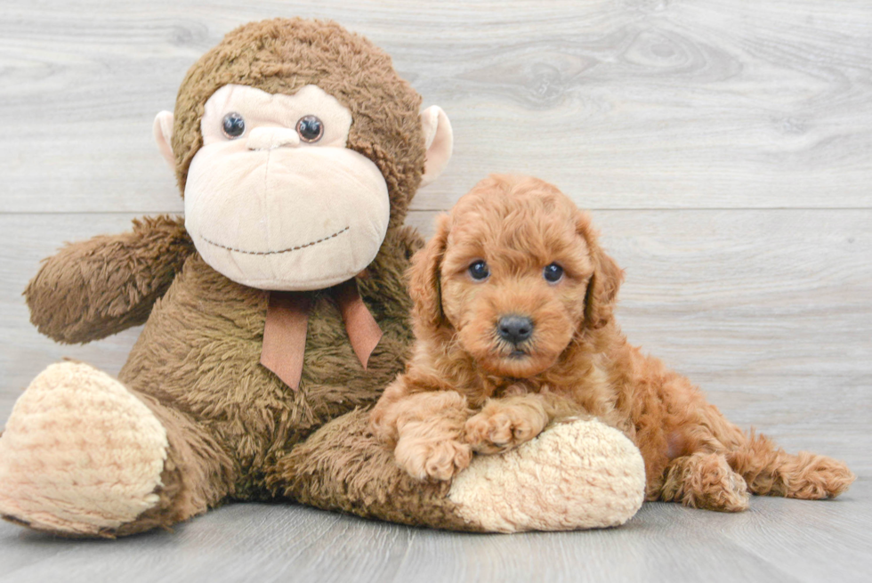 Smart Mini Goldendoodle Poodle Mix Pup