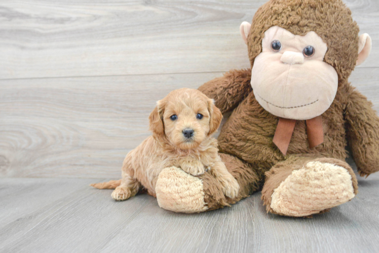 Mini Goldendoodle Puppy for Adoption