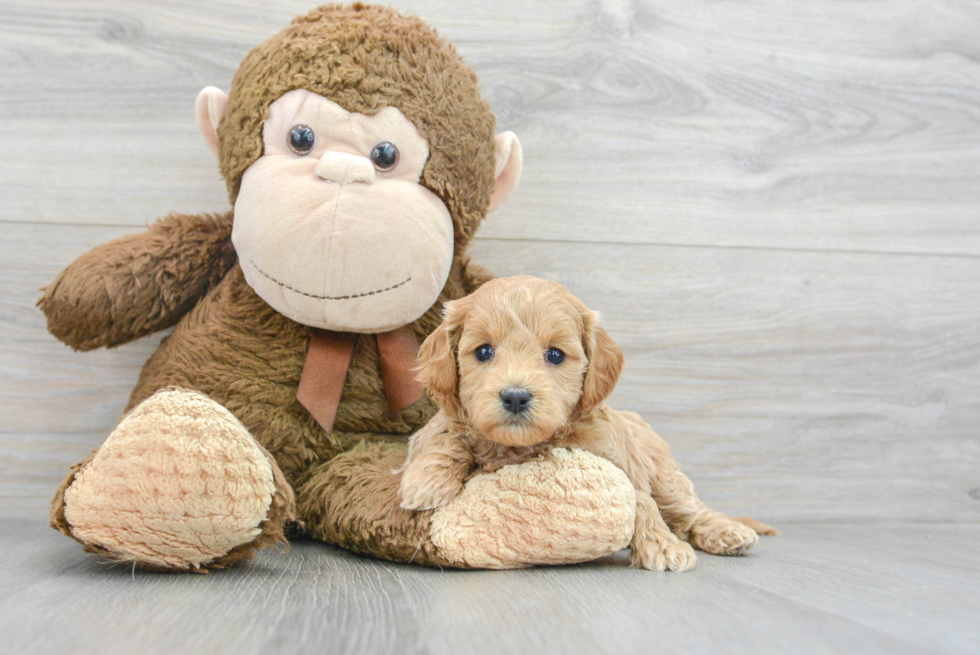 Hypoallergenic Golden Retriever Poodle Mix Puppy