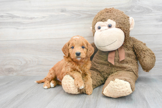 Best Mini Goldendoodle Baby