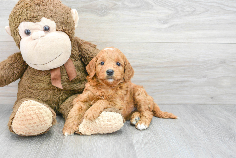 Playful Golden Retriever Poodle Mix Puppy