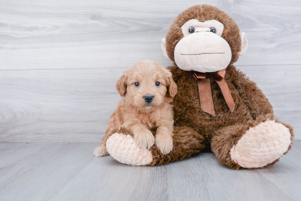 Energetic Golden Retriever Poodle Mix Puppy