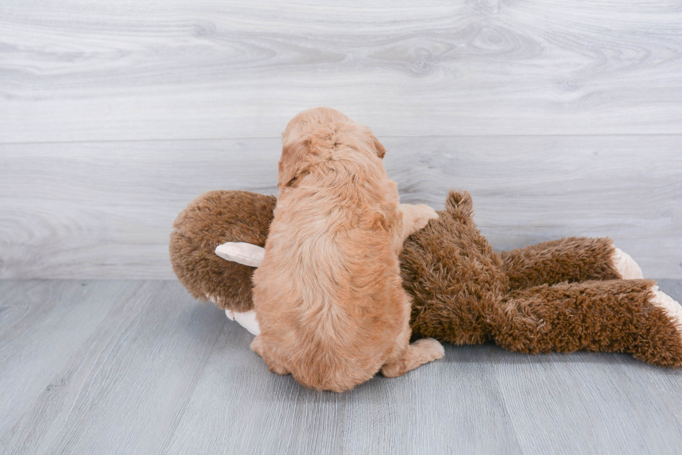 Best Mini Goldendoodle Baby