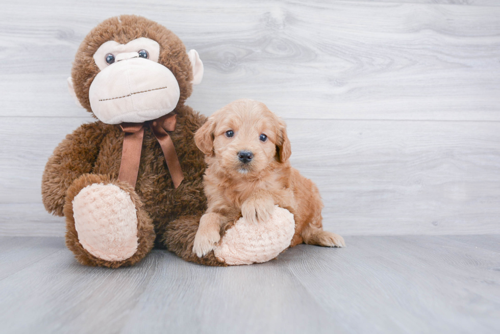 Cute Mini Goldendoodle Baby