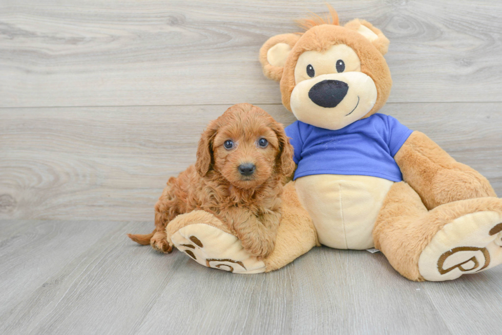 Little Golden Retriever Poodle Mix Puppy