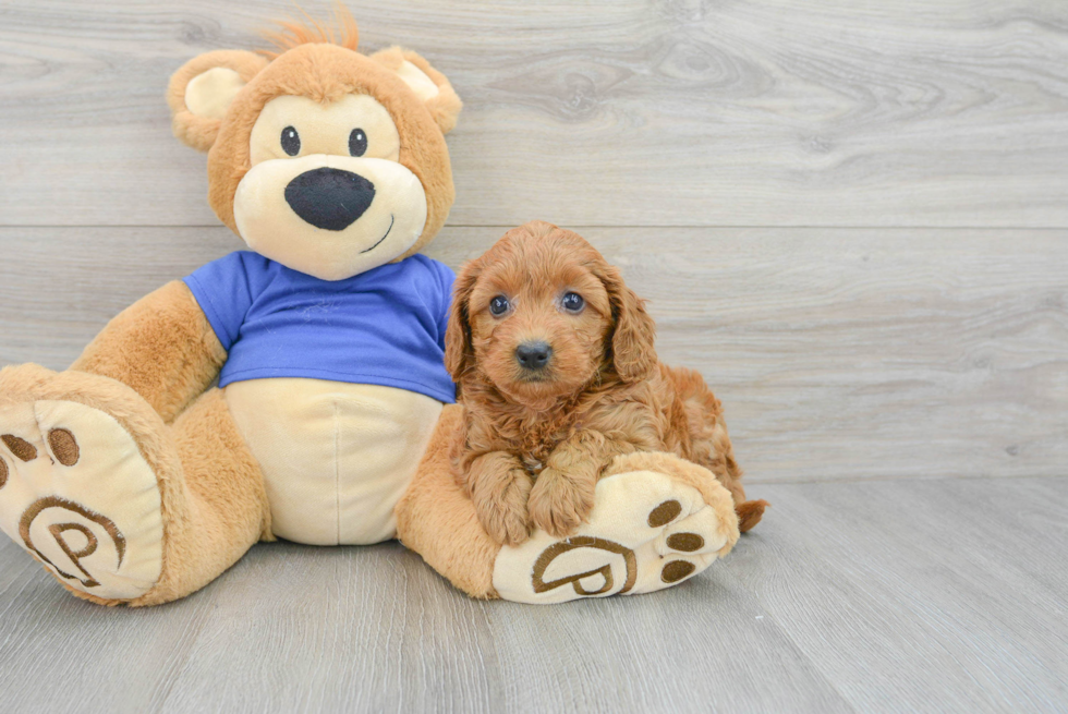 Smart Mini Goldendoodle Poodle Mix Pup