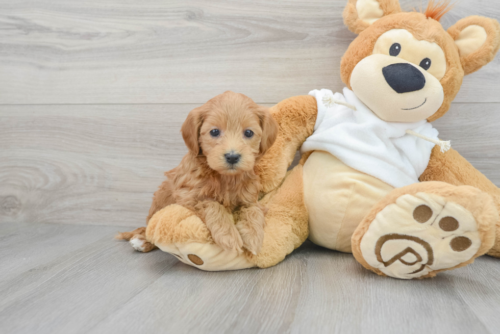 Best Mini Goldendoodle Baby