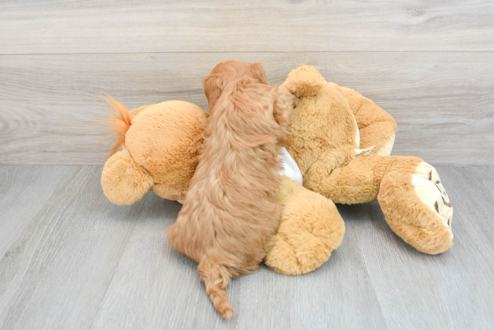 Hypoallergenic Golden Retriever Poodle Mix Puppy