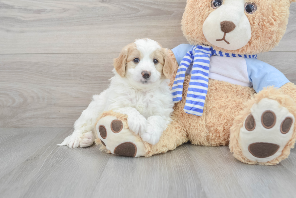 Happy Mini Goldendoodle Baby