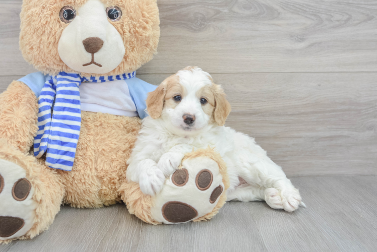 Friendly Mini Goldendoodle Baby