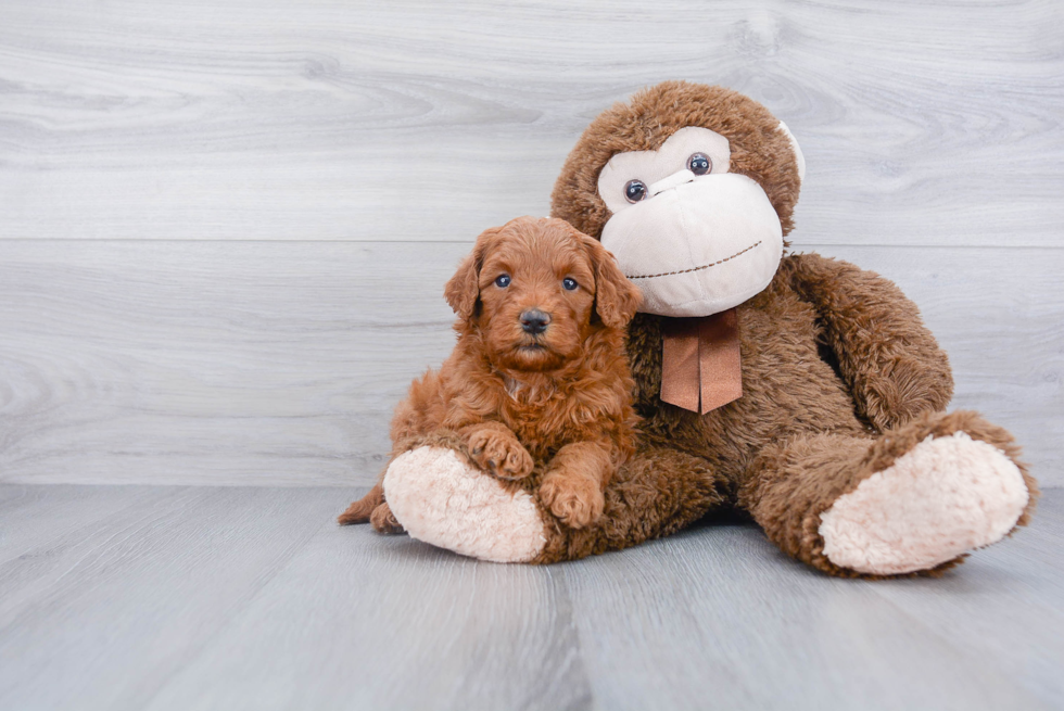 Mini Goldendoodle Puppy for Adoption